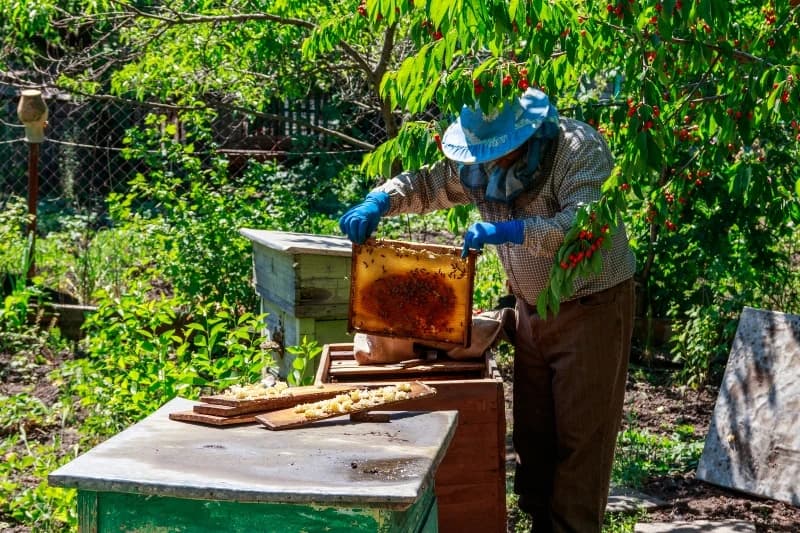Akcenat i ove godine na patvorenom medu