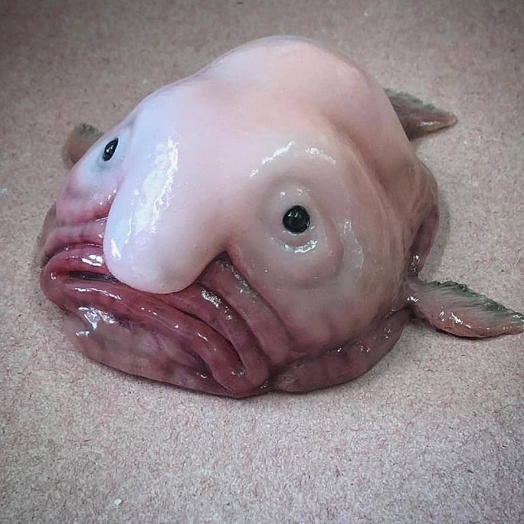 deep-sea-fish1.jpg