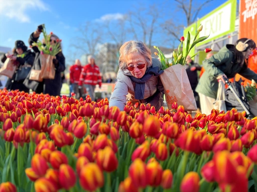 holandija-tulipani (1).jpg