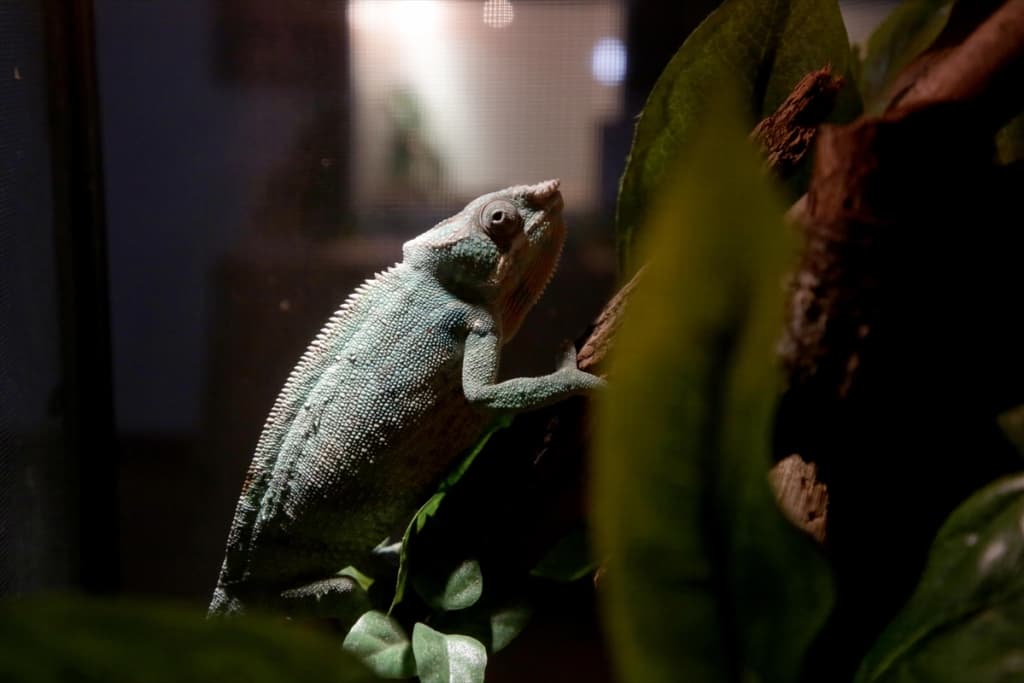 Reptili2.jpg
