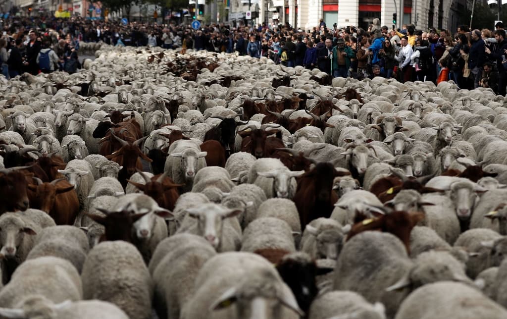 ovce madrid.jpg