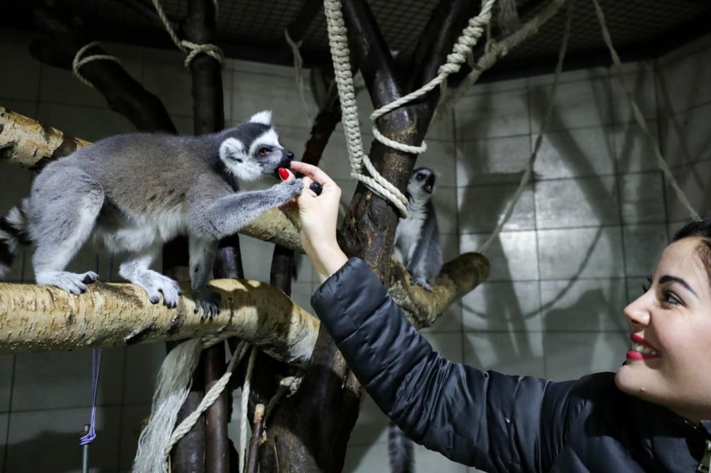 lemuri21.jpg
