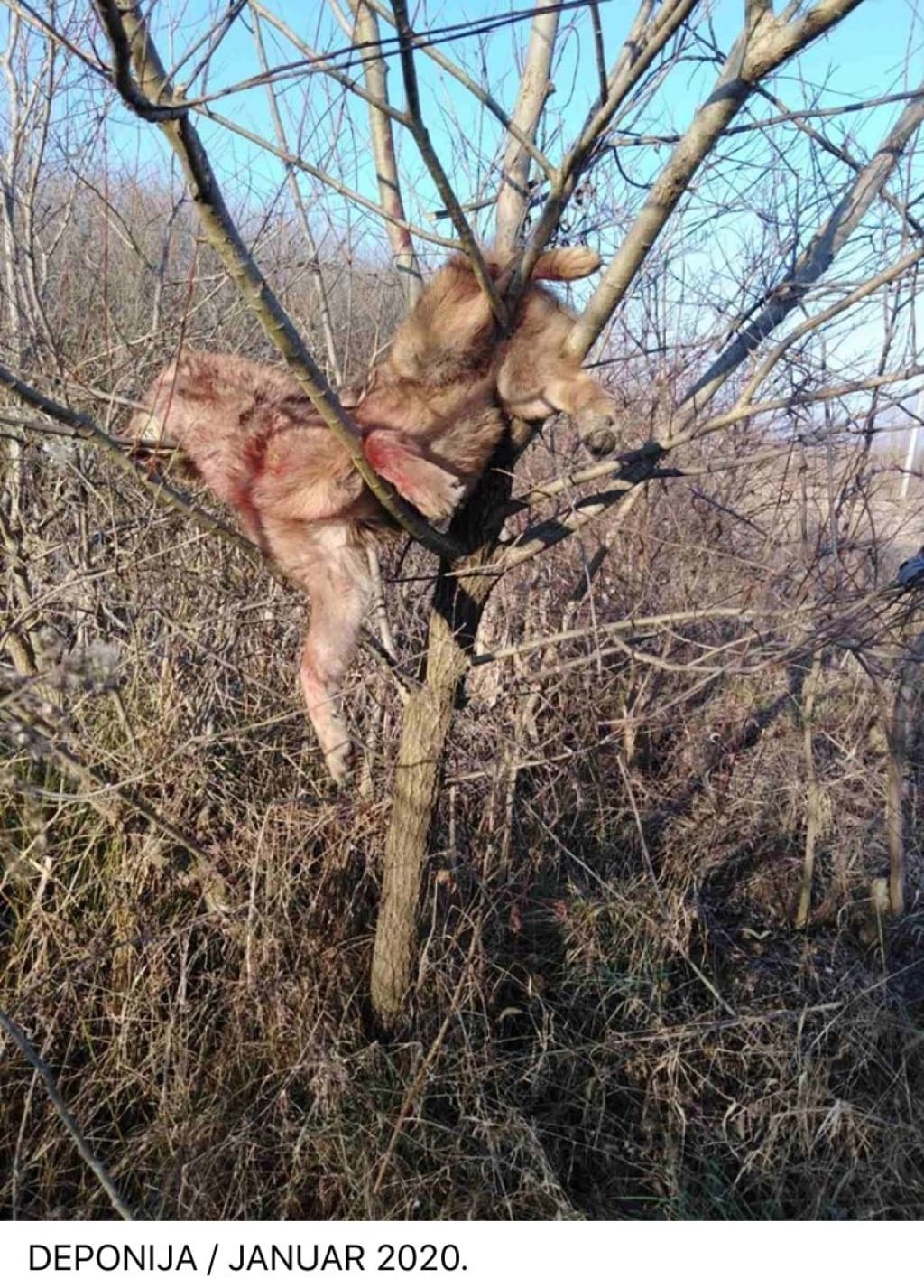 DogBosnia1.jpg