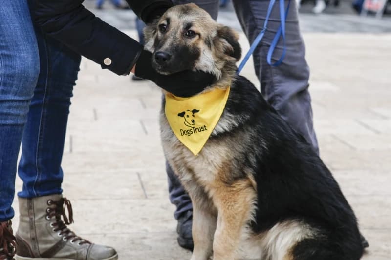Dogs Trust