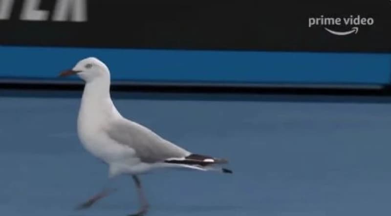 Galebovi odgodili početak teniskog meča u Melbourneu