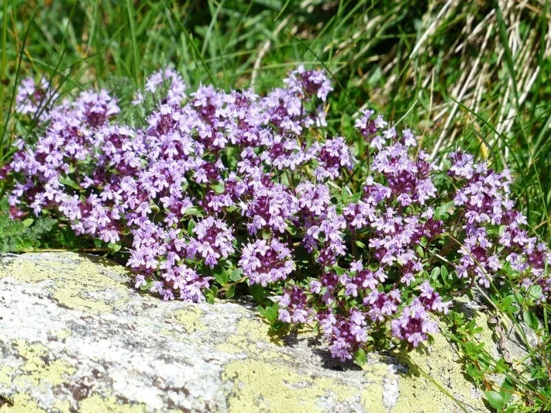majčina dušica 
