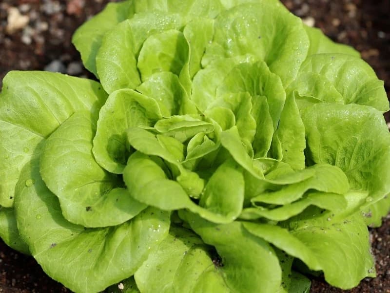 Zelena salata 