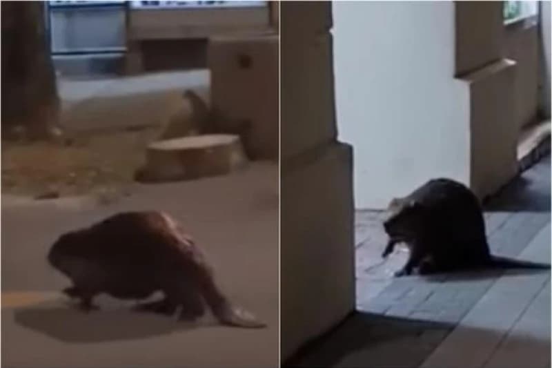 Dabar u Daruvaru 