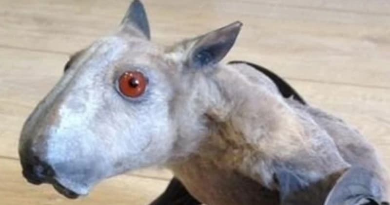 Šišmiš