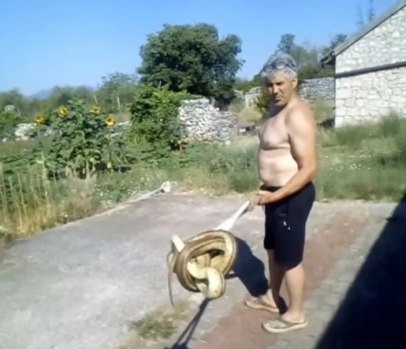 Ogromnu zmiju pronašli u kuhinji