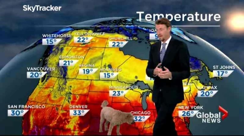 Meteorolog i pas 