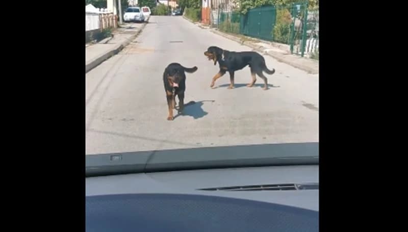 Rotvajleri bez nadzora u Tuzli