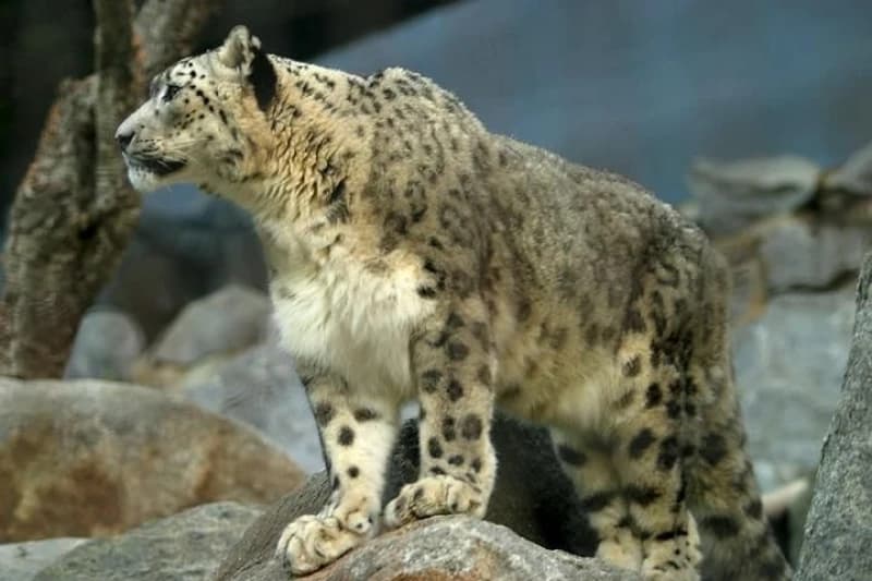 Snježni leopard