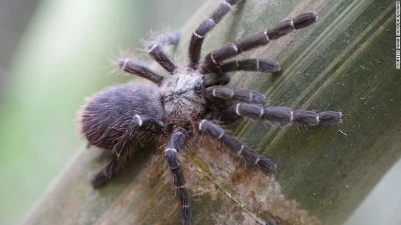 Nova vrsta tarantule