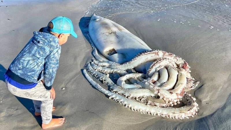 Divovska lignja izbačena na plažu
