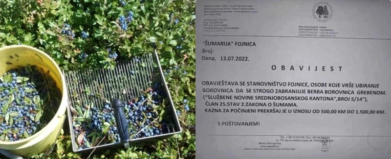 Greben, borovnice