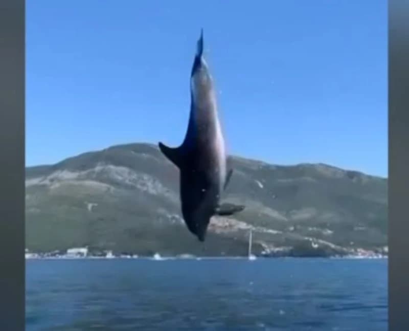 Delfini u Boki