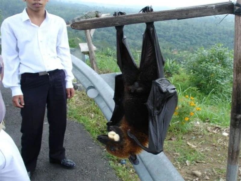 Voćni šišmiš