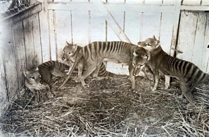 Tasmanijski tigar