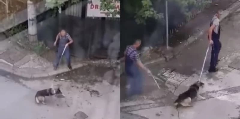 hvatanje psa lutalice, Pofalići