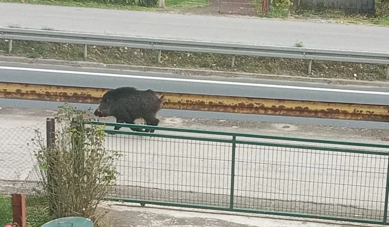Divlja svinja u Maglaju