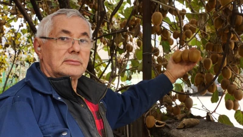 Nikica Gorović ove godine ubrat će 150 kilograma kivija, a uzgaja i banane i japanske jabuke 