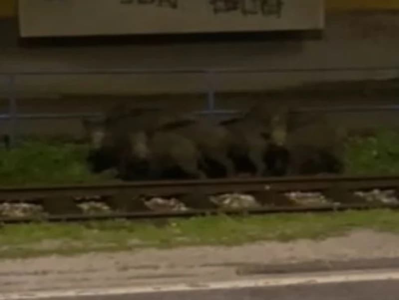 Divlje svinje u Vogošći
