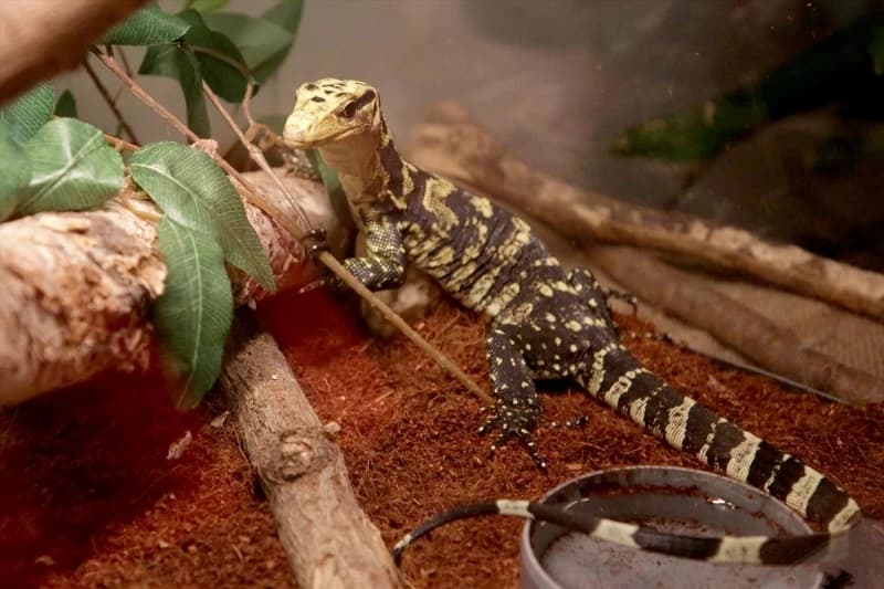 Reptili