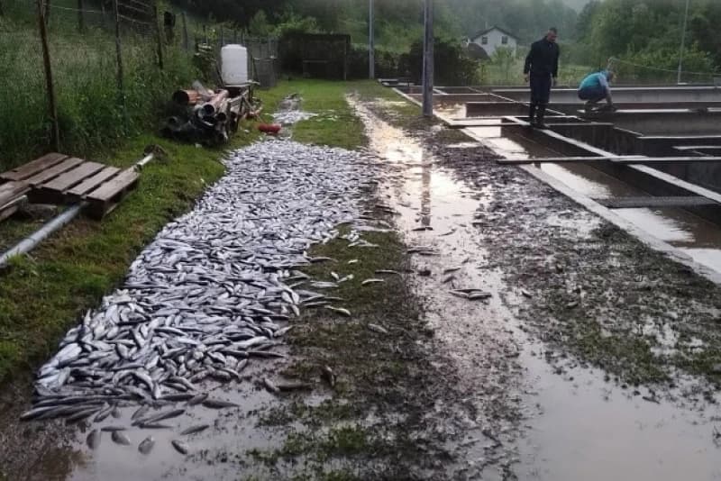 Uginula riba, Šipovo 