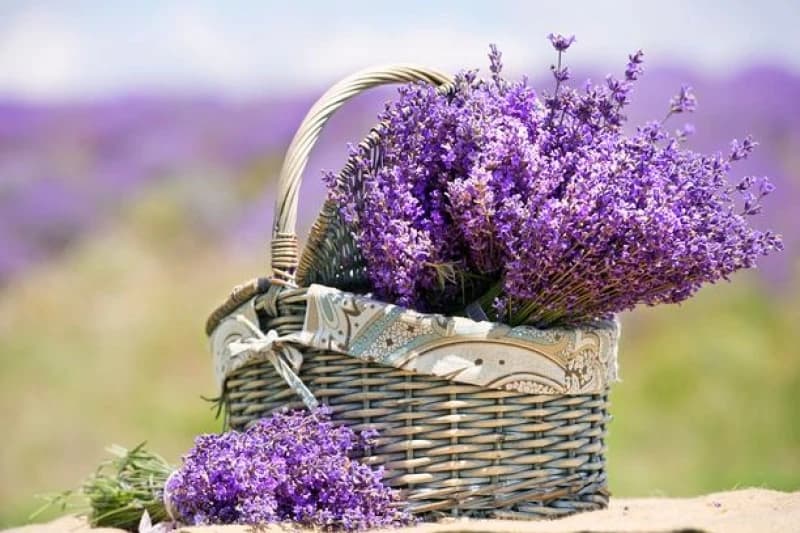 Lavanda