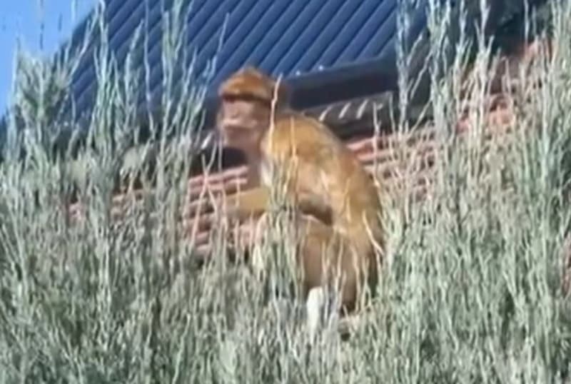 Majmun na krovu beogradskog naselja