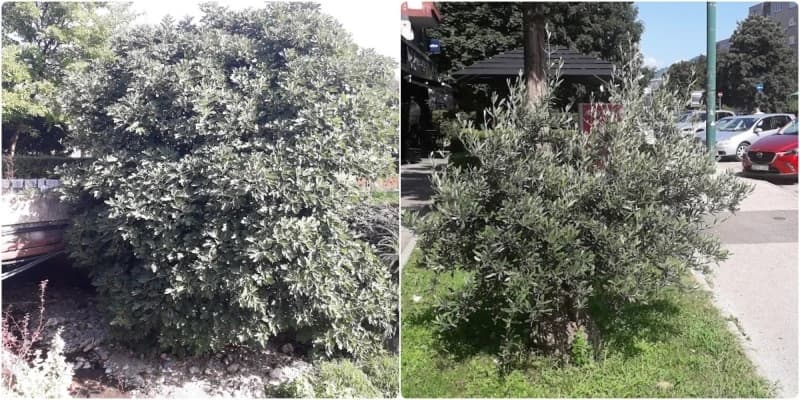Smokva i lavanda u Sarajevu 