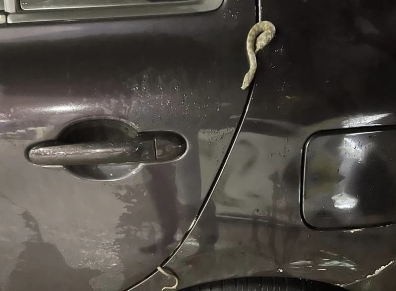 Zmija u automobilu