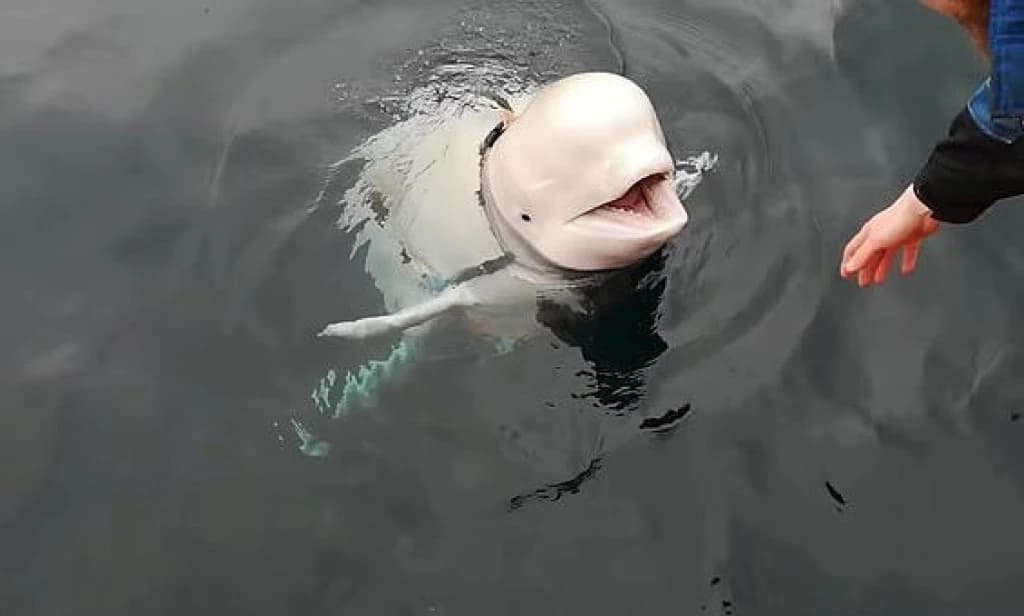 Beluga kit