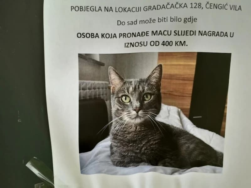 Tom, nestala maca 