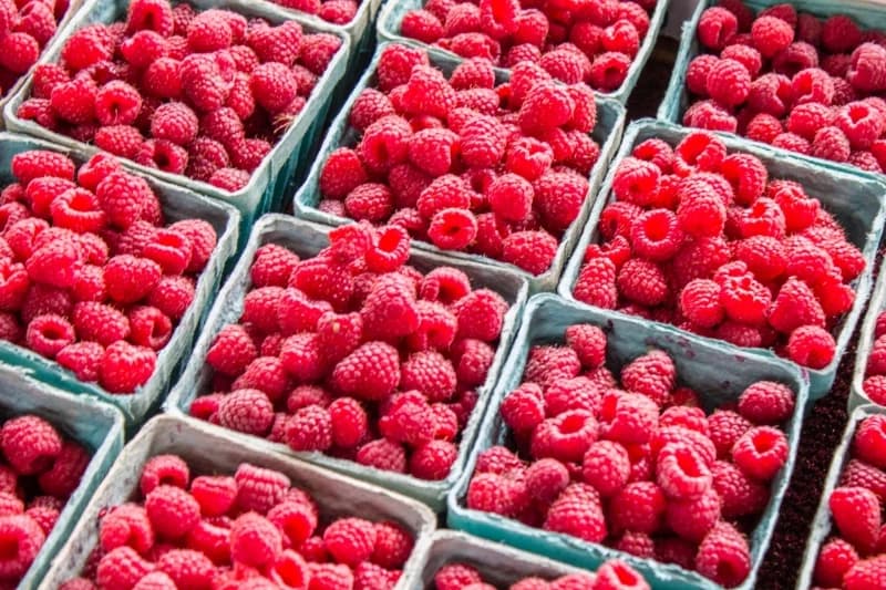 Proizvođači bi bili zadovoljni kada bi otkupna cijena kilograma maline bila između četiri i pet KM