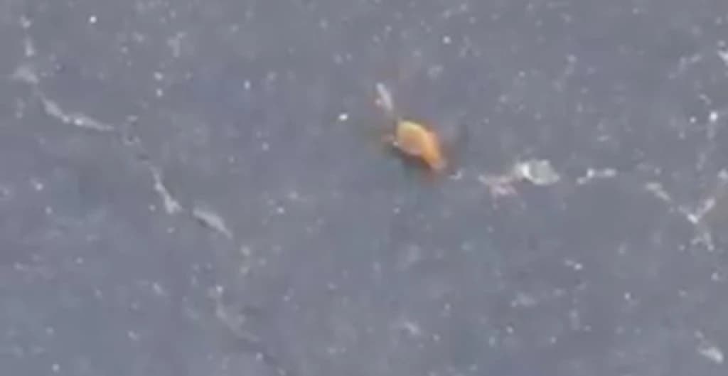 Čudno ponašanje pčela nakon zemljotresa