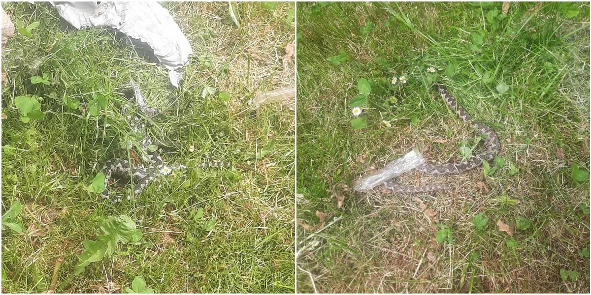U Bosni i Hercegovini postoji 14 vrsta zmija