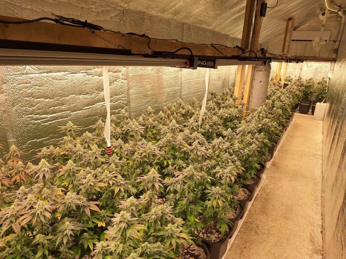 Pronađena marihuana