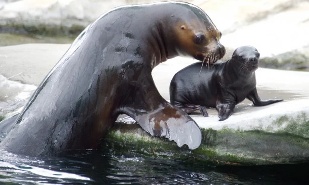 Majka malog tuljana po imenu Nina je 2014. godine "doselila" iz minhenskog zoološkog vrta Hellbrunn