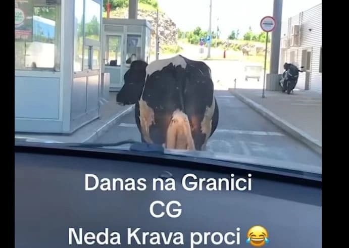 Krava na GP Zupci