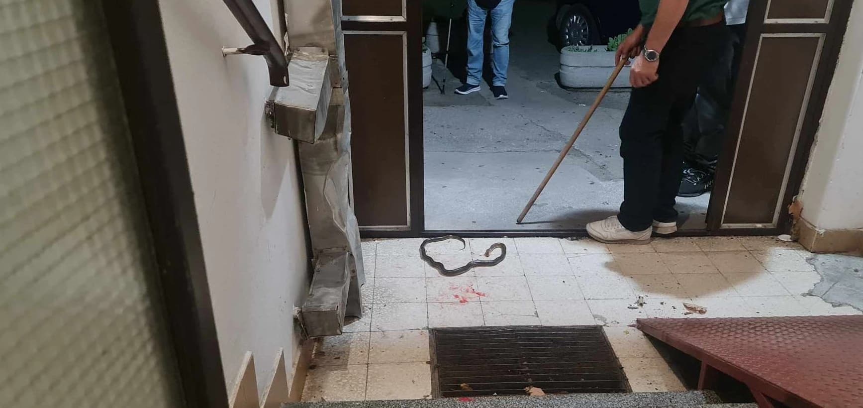 Zmija u haustoru