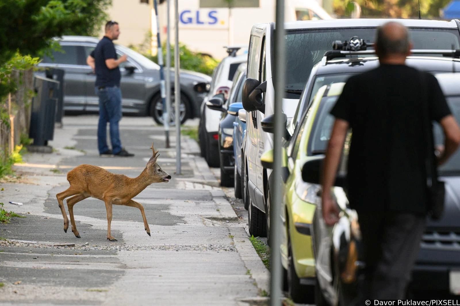 Srndać na ulici u Zagrebu