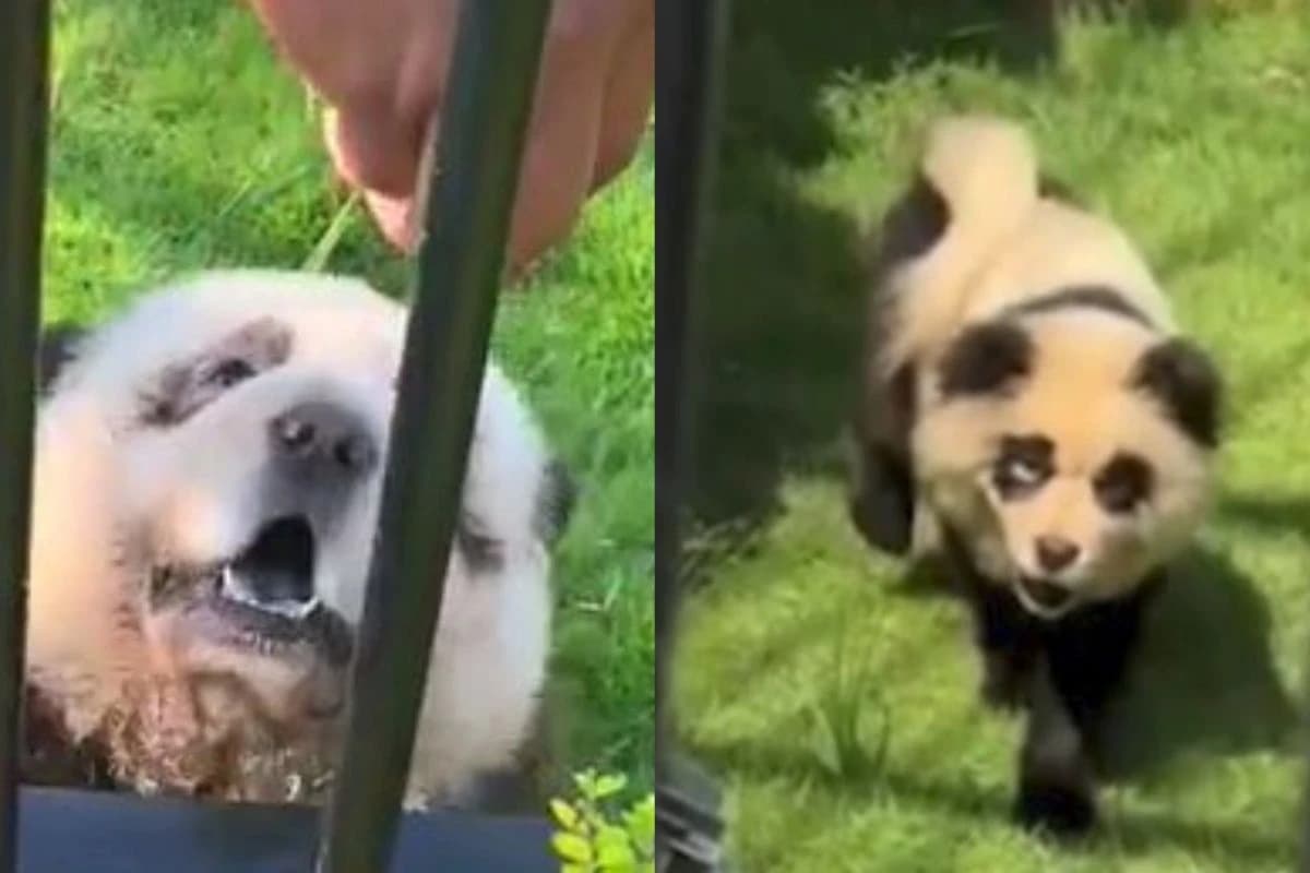 Panda pas