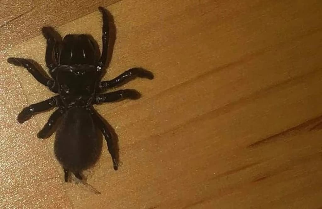 Sarajka u kući pronašla otrovnog pauka, struka tvrdi da je "neslana šala" 