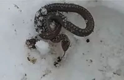 Šargan na snijegu
