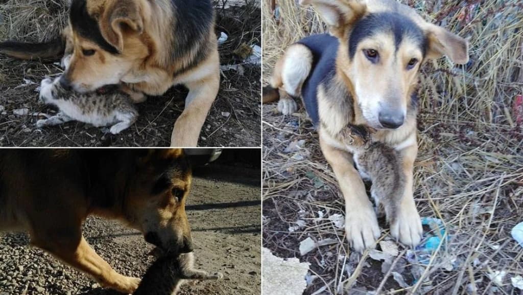 Pas i maca sa deponije Bosanski Brod 