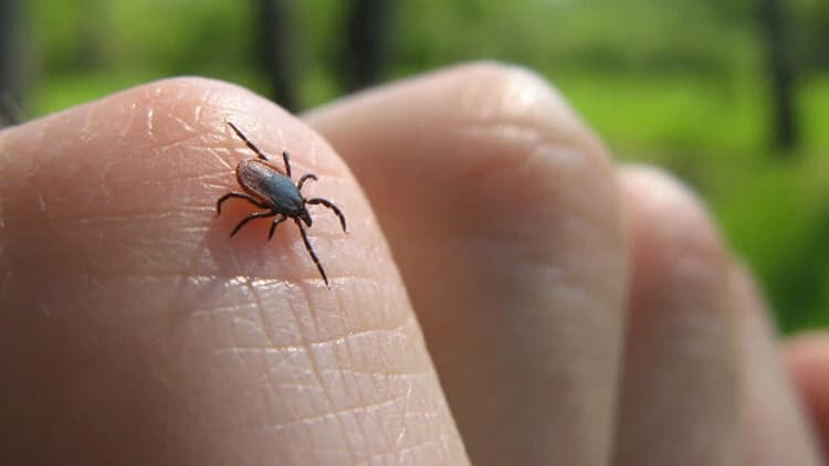 Krpelje nikako ne treba pritiskati