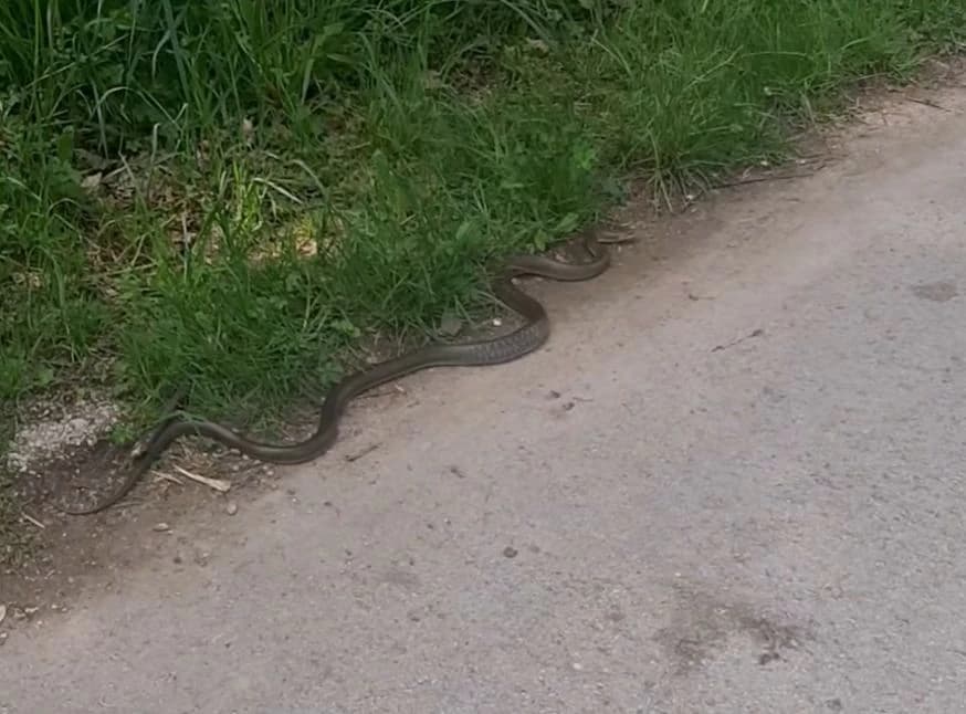 Zmija je primijećena na sarajevskom izletištu