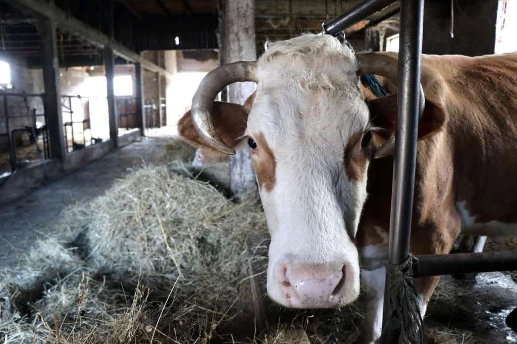 Bruceloza se širi